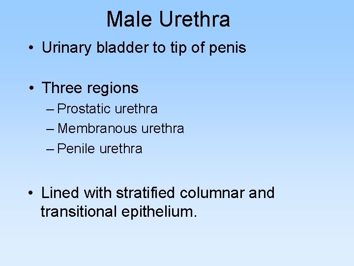 Male Urethra • Urinary bladder to tip of penis • Three regions – Prostatic Male Urethra • Urinary bladder to tip of penis • Three regions – Prostatic