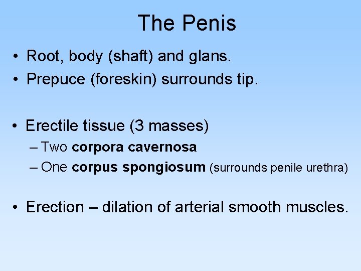 The Penis • Root, body (shaft) and glans. • Prepuce (foreskin) surrounds tip. •
