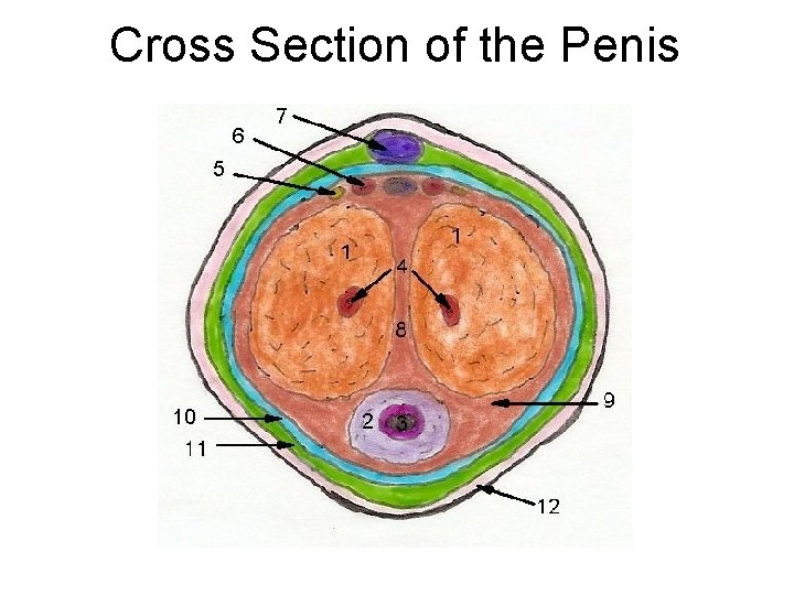 Cross Section of the Penis Cross Section of the Penis