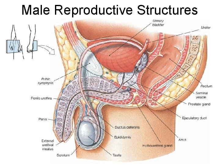 Male Reproductive Structures 