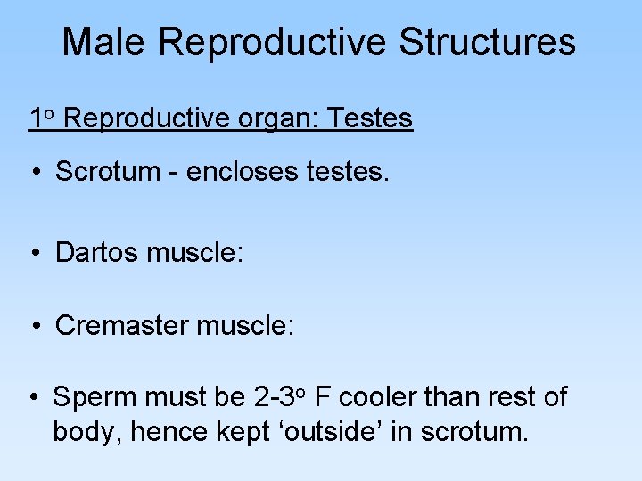 Male Reproductive Structures 1 o Reproductive organ: Testes • Scrotum - encloses testes. • Male Reproductive Structures 1 o Reproductive organ: Testes • Scrotum - encloses testes. •