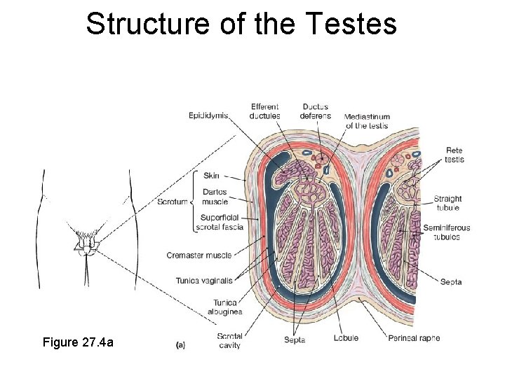 Structure of the Testes Figure 27. 4 a Structure of the Testes Figure 27. 4 a