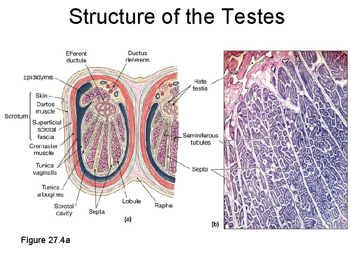 Structure of the Testes Figure 27. 4 a Structure of the Testes Figure 27. 4 a
