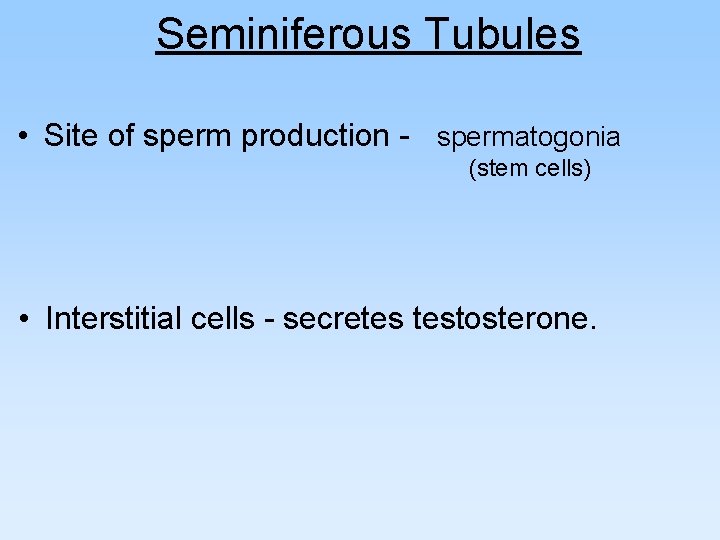 Seminiferous Tubules • Site of sperm production - spermatogonia (stem cells) • Interstitial cells Seminiferous Tubules • Site of sperm production - spermatogonia (stem cells) • Interstitial cells