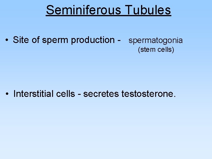 Seminiferous Tubules • Site of sperm production - spermatogonia (stem cells) • Interstitial cells