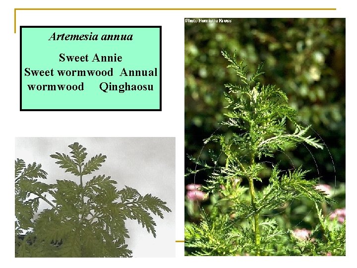 Artemesia annua Sweet Annie Sweet wormwood Annual wormwood Qinghaosu 