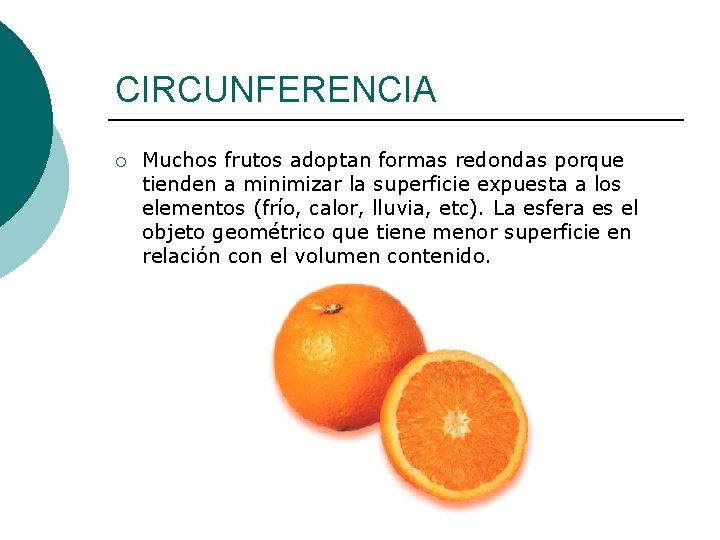 CIRCUNFERENCIA ¡ Muchos frutos adoptan formas redondas porque tienden a minimizar la superficie expuesta