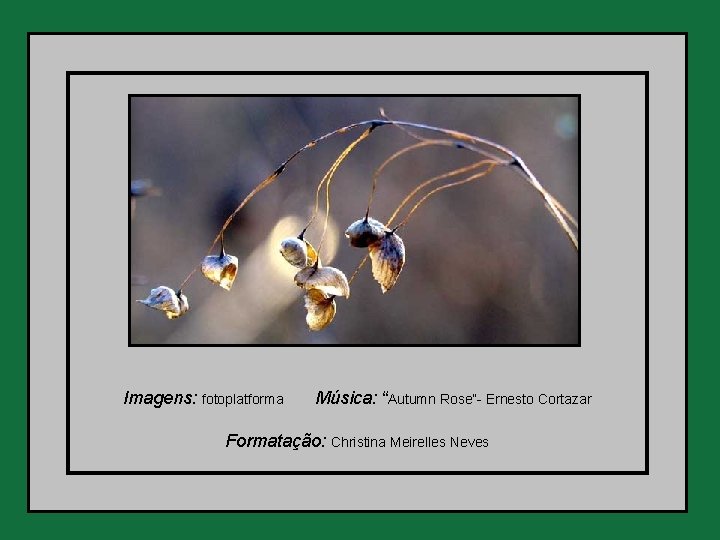 Imagens: fotoplatforma Música: “Autumn Rose”- Ernesto Cortazar Formatação: Christina Meirelles Neves 