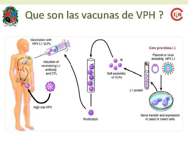Que son las vacunas de VPH ? Gen proteína L 1 * 