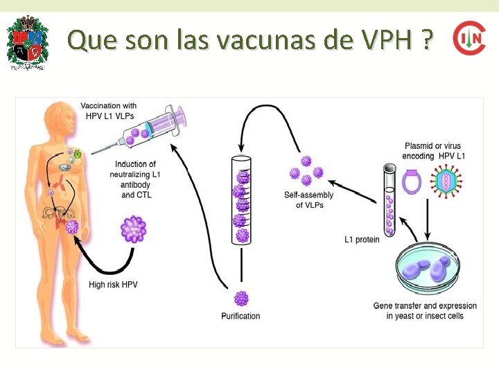 Que son las vacunas de VPH ? Que son las vacunas de VPH ?