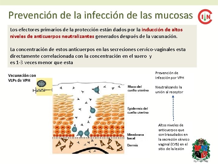 Prevención de la infección de las mucosas Los efectores primarios de la protección están Prevención de la infección de las mucosas Los efectores primarios de la protección están