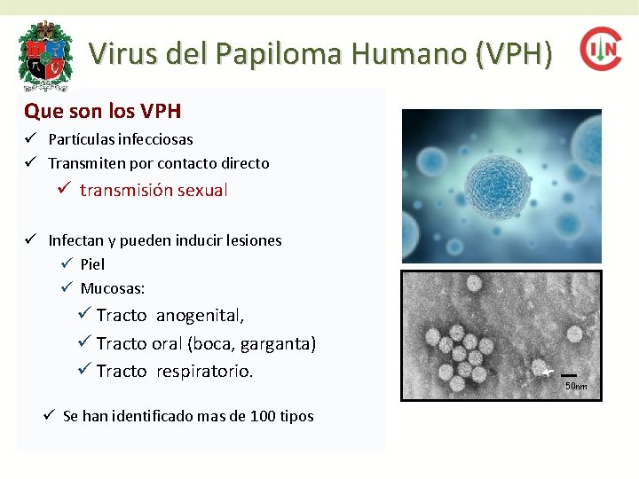 Virus del Papiloma Humano (VPH) Que son los VPH ü Partículas infecciosas ü Transmiten