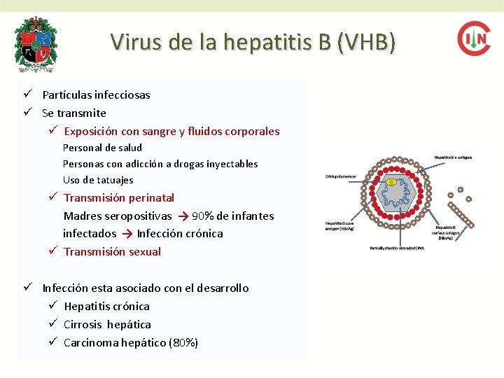 Virus de la hepatitis B (VHB) ü Partículas infecciosas ü Se transmite ü Exposición