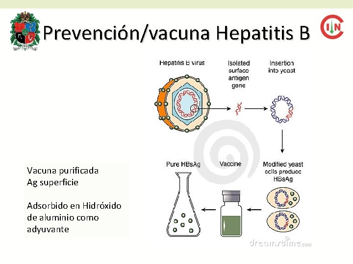 Prevención/vacuna Hepatitis B Vacuna purificada Ag superficie Adsorbido en Hidróxido de aluminio como adyuvante