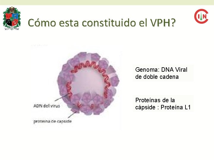 Cómo esta constituido el VPH? Genoma: DNA Viral de doble cadena Proteínas de la Cómo esta constituido el VPH? Genoma: DNA Viral de doble cadena Proteínas de la