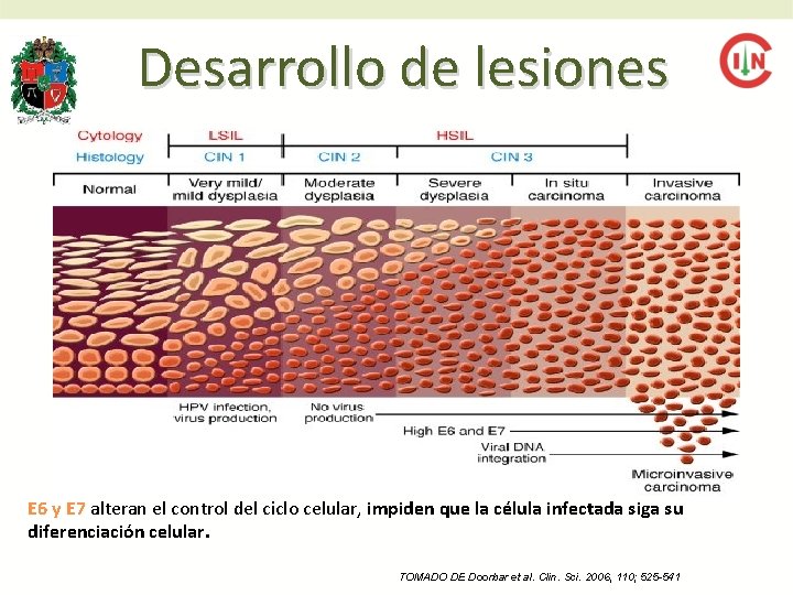 Desarrollo de lesiones Integración genoma E 6 y E 7 alteran el control del