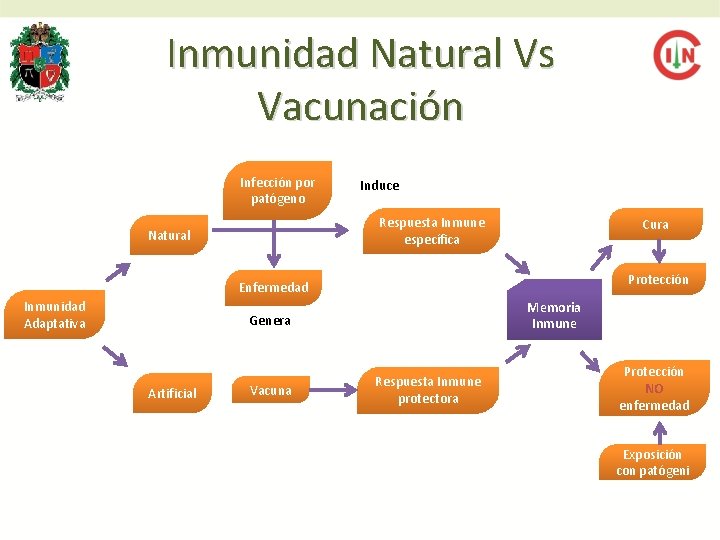 Inmunidad Natural Vs Vacunación Infección por patógeno Induce Respuesta Inmune específica Natural Cura Protección