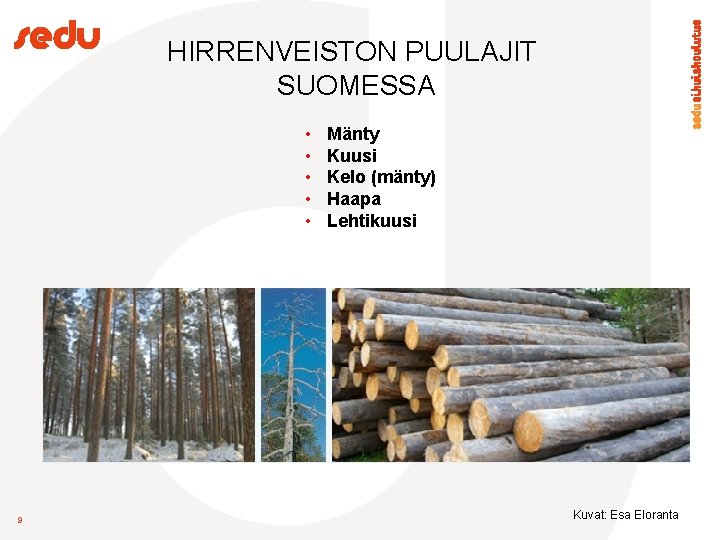 HIRRENVEISTON PUULAJIT SUOMESSA • • • 9 Mänty Kuusi Kelo (mänty) Haapa Lehtikuusi Kuvat: