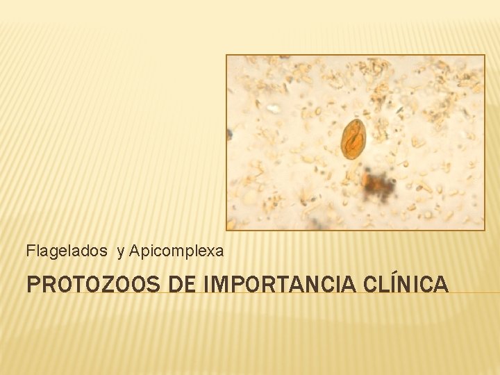 Flagelados y Apicomplexa PROTOZOOS DE IMPORTANCIA CLÍNICA 