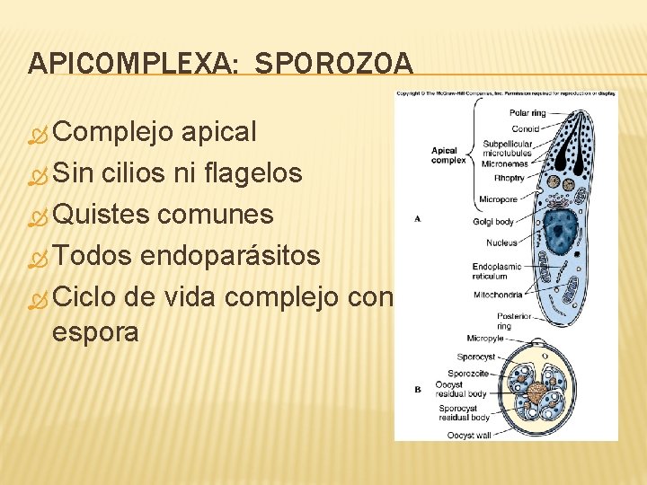 APICOMPLEXA: SPOROZOA Complejo apical Sin cilios ni flagelos Quistes comunes Todos endoparásitos Ciclo de