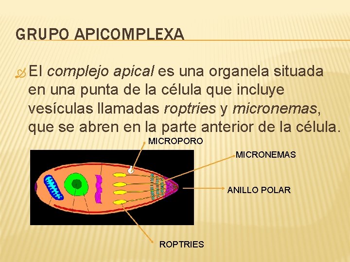 GRUPO APICOMPLEXA El complejo apical es una organela situada en una punta de la