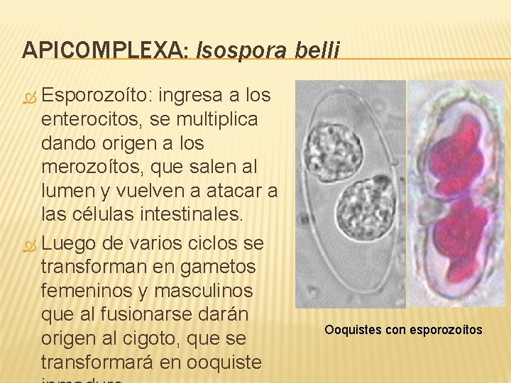 APICOMPLEXA: Isospora belli Esporozoíto: ingresa a los enterocitos, se multiplica dando origen a los