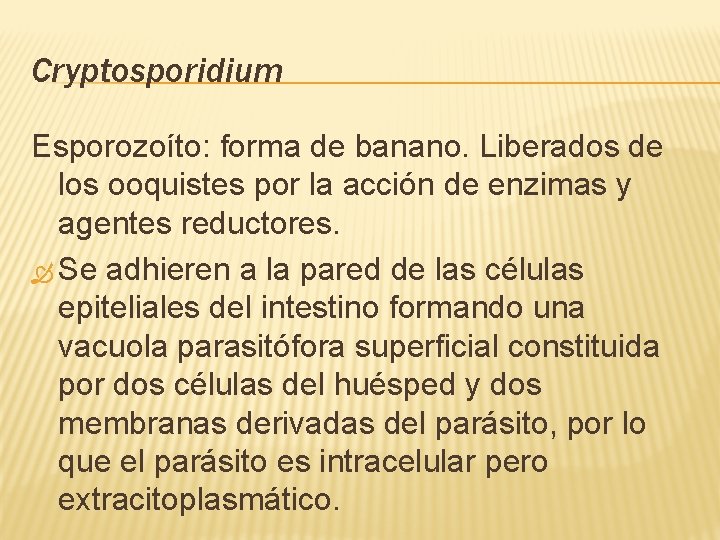 Cryptosporidium Esporozoíto: forma de banano. Liberados de los ooquistes por la acción de enzimas