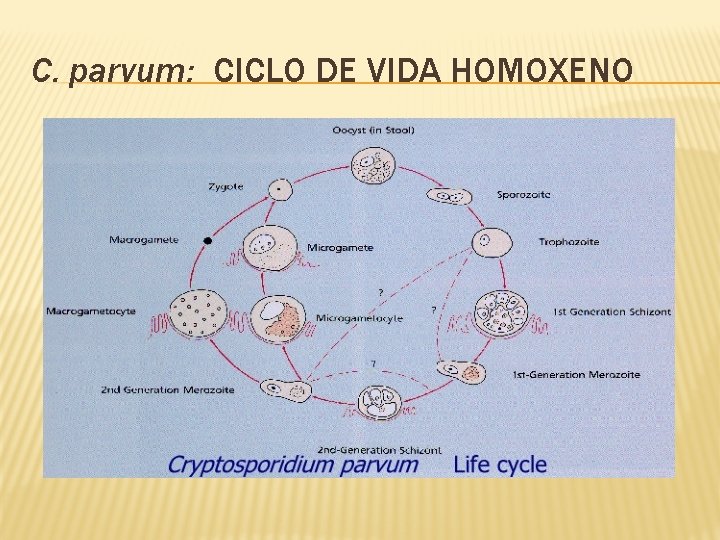 C. parvum: CICLO DE VIDA HOMOXENO 