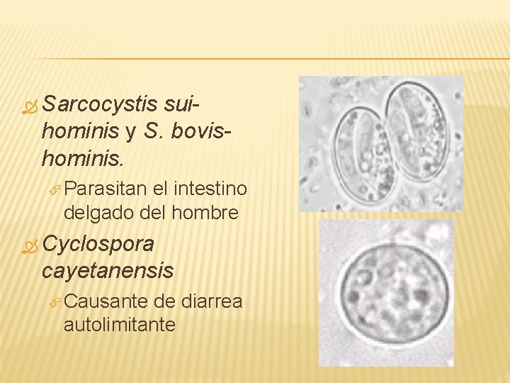  Sarcocystis suihominis y S. bovishominis. Parasitan el intestino delgado del hombre Cyclospora cayetanensis