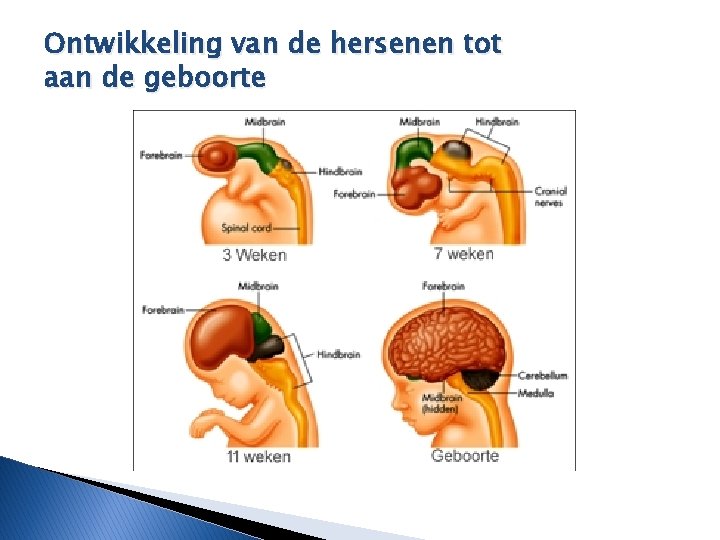 Ontwikkeling van de hersenen tot aan de geboorte 