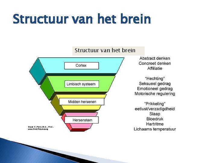 Structuur van het brein 