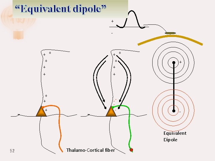 “Equivalent dipole” + + + + -- + - Equivalent Dipole 52 Thalamo-Cortical fiber