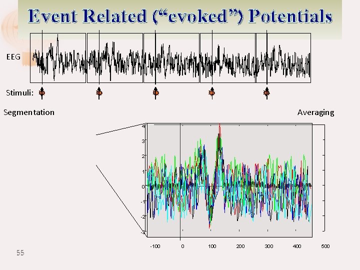 Event Related (“evoked”) Potentials EEG Stimuli: Segmentation Averaging 4 3 2 1 0 -1