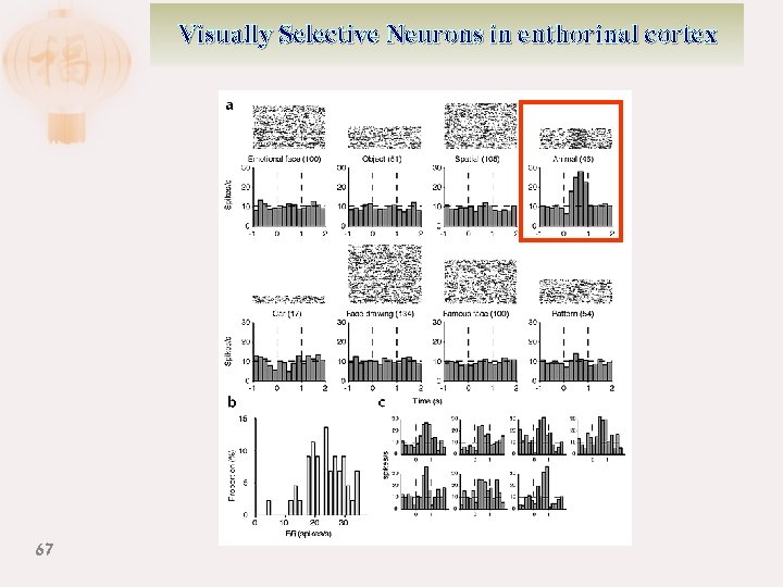 Visually Selective Neurons in enthorinal cortex 67 