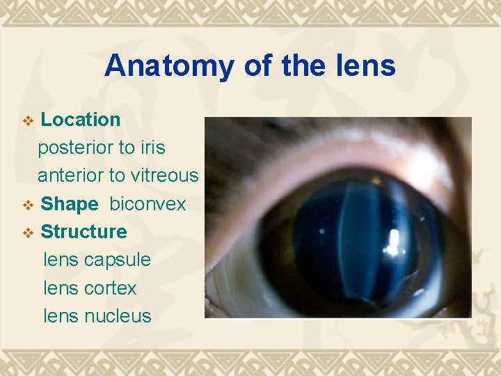 Anatomy of the lens Location posterior to iris anterior to vitreous v Shape biconvex Anatomy of the lens Location posterior to iris anterior to vitreous v Shape biconvex