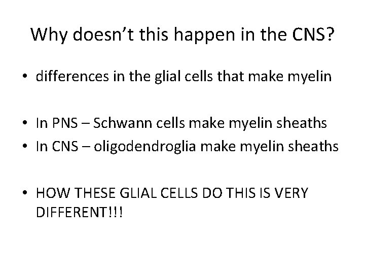 Why doesn’t this happen in the CNS? • differences in the glial cells that