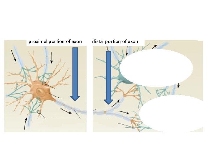 proximal portion of axon distal portion of axon 