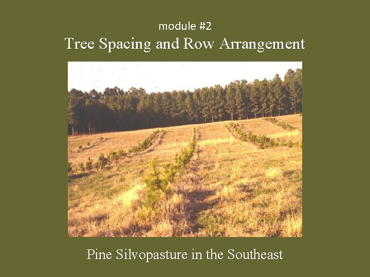 module #2 Tree Spacing and Row Arrangement Pine Silvopasture in the Southeast 