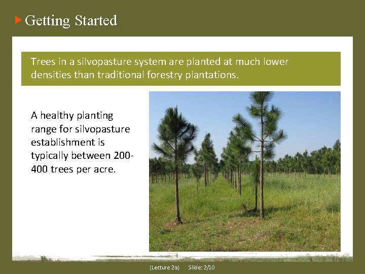 Getting Started Trees in a silvopasture system are planted at much lower densities than