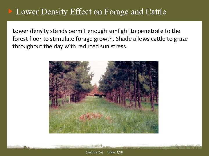 Lower Density Effect on Forage and Cattle Lower density stands permit enough sunlight to