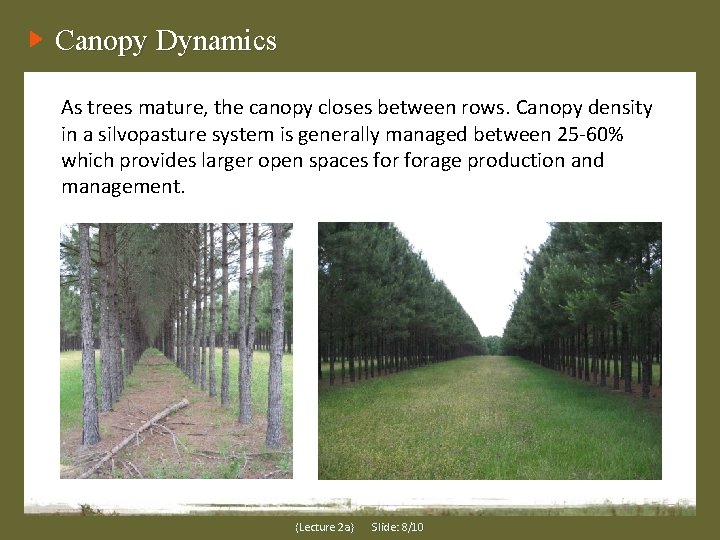 Canopy Dynamics As trees mature, the canopy closes between rows. Canopy density in a