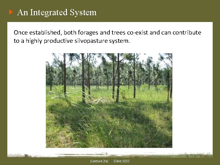 An Integrated System Once established, both forages and trees co-exist and can contribute to