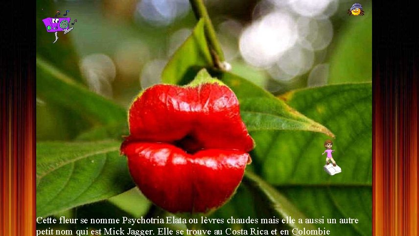 Cette fleur se nomme Psychotria Elata ou lèvres chaudes mais elle a aussi un