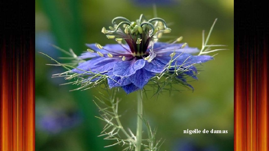 nigelle de damas 