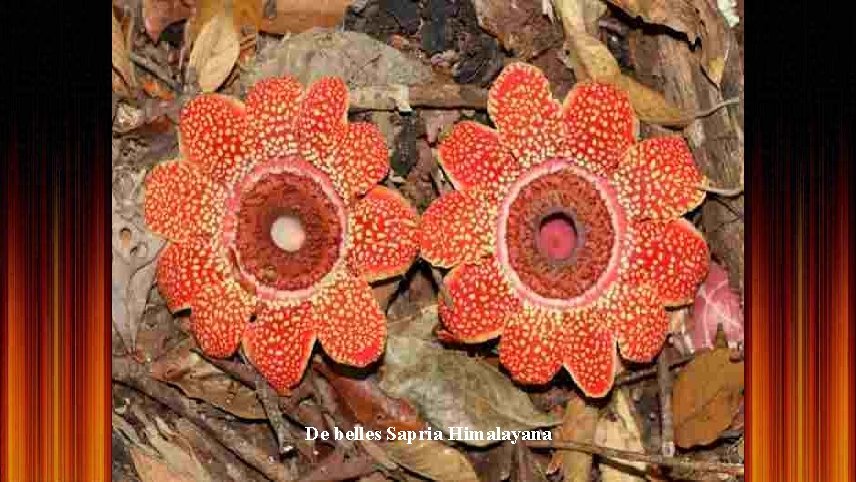 De belles Sapria Himalayana 