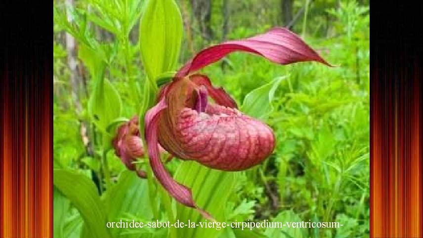 orchidee-sabot-de-la-vierge-cirpipedium-ventricosum- 