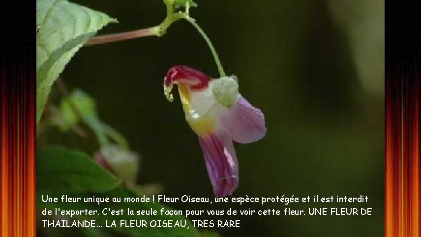 Une fleur unique au monde ! Fleur Oiseau, une espèce protégée et il est