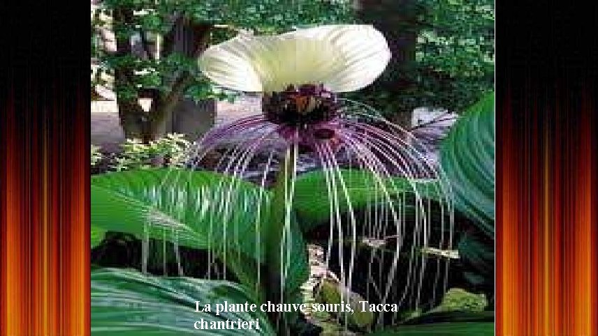 La plante chauve-souris, Tacca chantrieri 