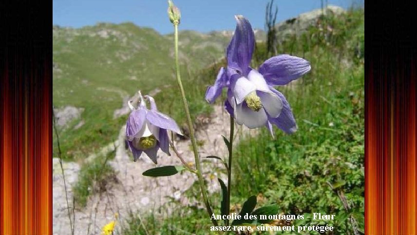 Ancolie des montagnes - Fleur assez rare, sûrement protégée 