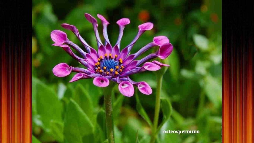 osteospermum 